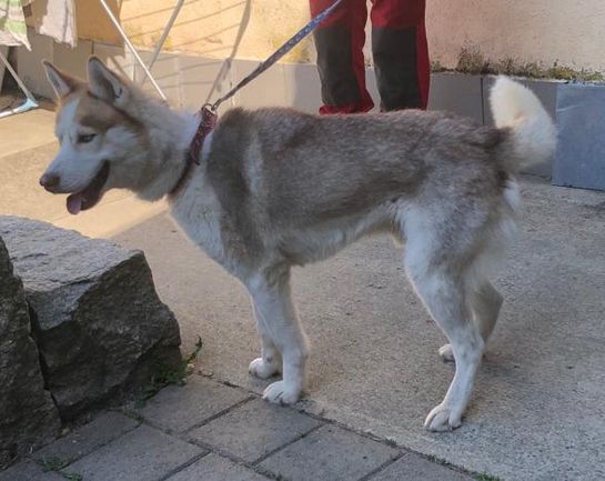 SOS Hund Tierheim adoptieren